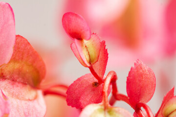 pink begonia blossom