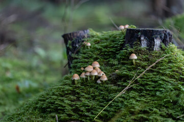 Hypholoma mushrooms in the forest on tree stump