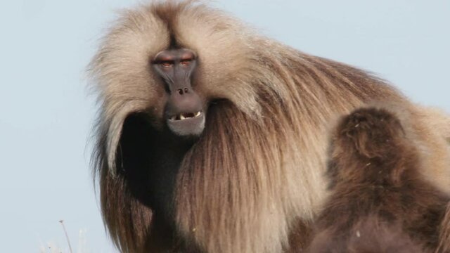 Gelada monkey showing dominance, Ethiopia