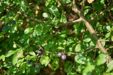 tarnina , Prunus spinosa