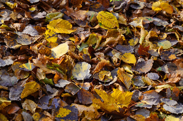 Fallen yellow leaves on the ground. Autumn maple leaf background. Dress warmer, go walking, the weather is cold