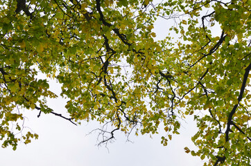 Yellow leaves on the sky background. Autumn maple leaf concept. Dress warmer, go walking, the weather is cold