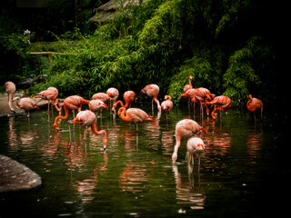 Group of flamingos in small lake.