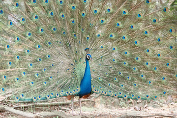 Obraz premium Portrait of a peacock on the background of his tail. Close-up