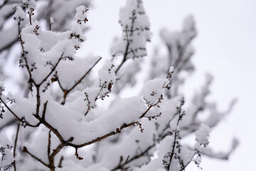 winter forest.Christmas background