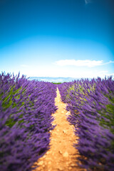 Fototapeta na wymiar champ de lavande en été, Provence en France
