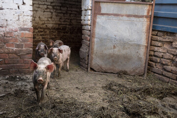 Group of pigs and piglets in a mud, in a farm courtyard, curious and running towards the camera with their noses called pig snouts