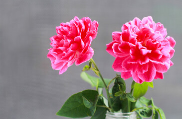 Damask rose red rose pink It is beautiful and the flower has medicinal properties.