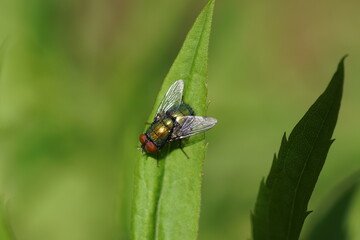 A green bottle fly (Lucilia) of the family blow flies, Calliphoridae on a leaf. Netherlands, June