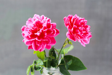 Damask rose red rose pink It is beautiful and the flower has medicinal properties.