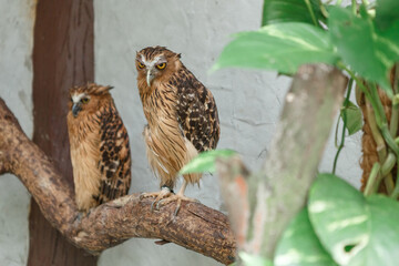 Two owls sitting on a tree