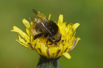 Hoverfly, Merodon equestris (Narcissus bulb fly, greater bulb fly, large bulb fly, large Narcissus fly) on a yellow flower. Family Syrphid Flies (Syrphidae). Netherlands, June
