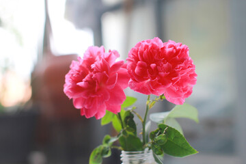 Damask rose red rose pink It is beautiful and the flower has medicinal properties.