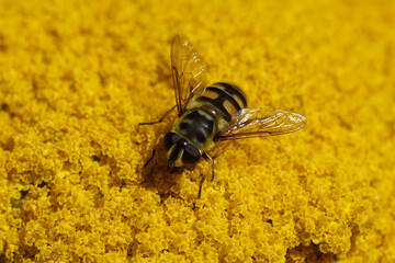 Closeup hoverfly, Batman hoverfly (Myathropa florea), family Syrphidae. Yellow flowers of thousand-leaf, yarrow  (Achillea filipendulina 'Cloth of gold'), family Asteraceae, compositae. Netherlands   © Thijs de Graaf