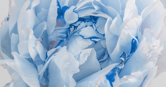 Beautiful blue Peony background. Blooming peony flower open, time lapse, close-up. Wedding backdrop, Valentine's Day concept. 4K UHD video timelapse
