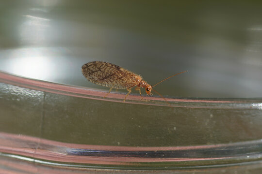 Lacewing (Micromus angulatus) on the rim of a glass jar. Family brown lacewings (Hemerobiidae). Netherlands June