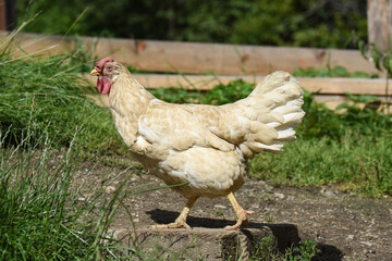 gallina pollo stalla fattoria 