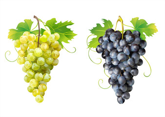 Ripe white and dark grapes isolated. Vector illustration. 
