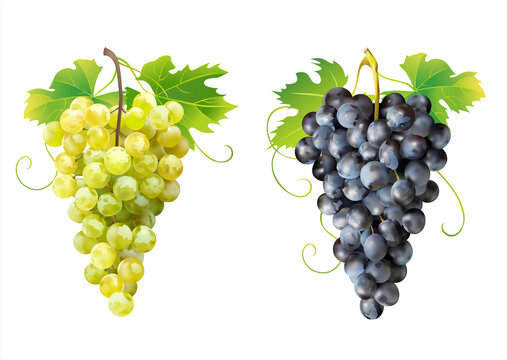 Ripe white and dark grapes isolated. Vector illustration. 