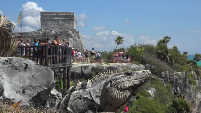 Black spiny-tailed iguana (Ctenosaura similis) in the Tulum archaeological site. Mexico