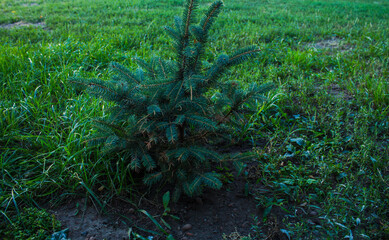 the litlle Christmas tree on a background of green grass