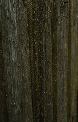 Old dark gray boards are covered with lichen.