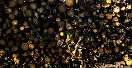 a stack of logs in the backyard background with logs