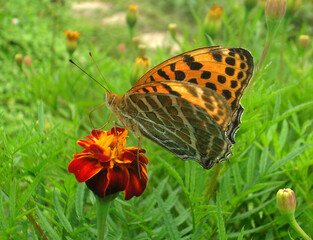 A butterfly suck nectar of a marigold flower looks mesmerizing at Gumba Dara in Kalimpong, India. This place is famous for its natural beauty and popular tourist destinations in North Bengal...