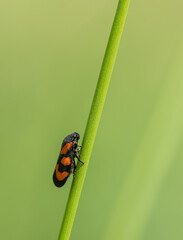 black-and-red or red-and-black froghopper (Cercopis vulnerata) on straw of grass