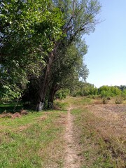 Summer landscape, path in the forest
