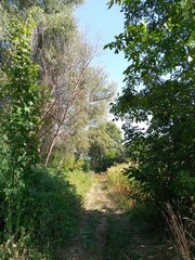 Fototapeta na wymiar Summer landscape, path in the forest