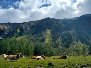 Fototapeta na wymiar Almwiese mit Rindern vor Bergpanorama