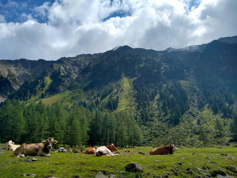 Almwiese mit Rindern vor Bergpanorama