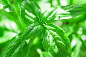 Green fresh basil leaves in vegetable garden