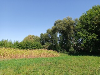 Rural landscape, corn field in summer