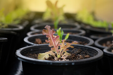 A variety of salad greens grown in pots
