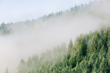 Misty pine tree forest in the mountains in early morning