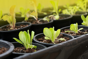 A variety of salad greens grown in pots