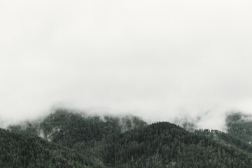 Foggy pine tree forest in the mountains
