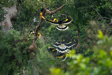 A group of Great Hornbill bird in evergreen forest