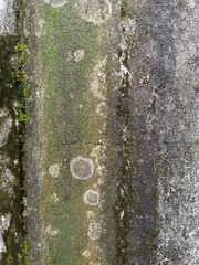 The moss on the concrete wall