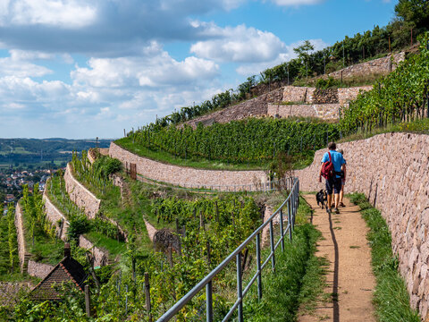 Wandern in den s&auml;chsischen Weinbergen bei Radebeul