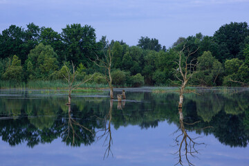 reflection of trees in lake