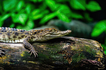 a small caimans - crocodiles on a log and rock on a sunny day. It live throughout the tropics in...