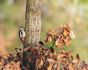 GREAT SPOTTED WOODPECKER (DENDROCOPOS MAJOR) SITTING ON A TRUNK, LOOKING FOR FOOD. AUTUMN LANDSCAPE, LIGHT GREEN BLURRED BACKGROUND, COPY SPACE WITH PLACE FOR TEXT.