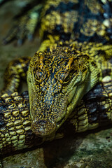 a small caimans - crocodiles on a log and rock on a sunny day. It live throughout the tropics in Africa, Asia, the Americas and Australia. Wildlife and animal concept.