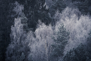 Moody winter landscape, cold November morning, white frosty trees. Photography taken in Sweden.
