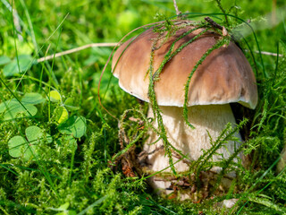 Steinpilz auf einem Moosboden im Wald