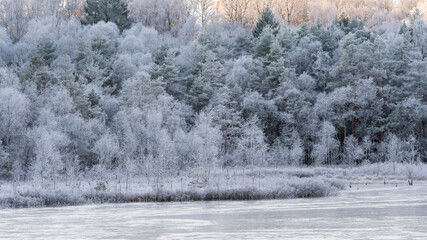 Winter landscape, cold November morning, white frosty trees. The water on the lake has frozen to ice.