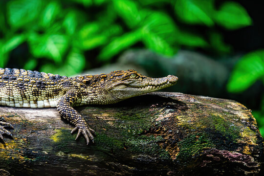 a small caimans - crocodiles on a log and rock on a sunny day. It live throughout the tropics in Africa, Asia, the Americas and Australia. Wildlife and animal concept.